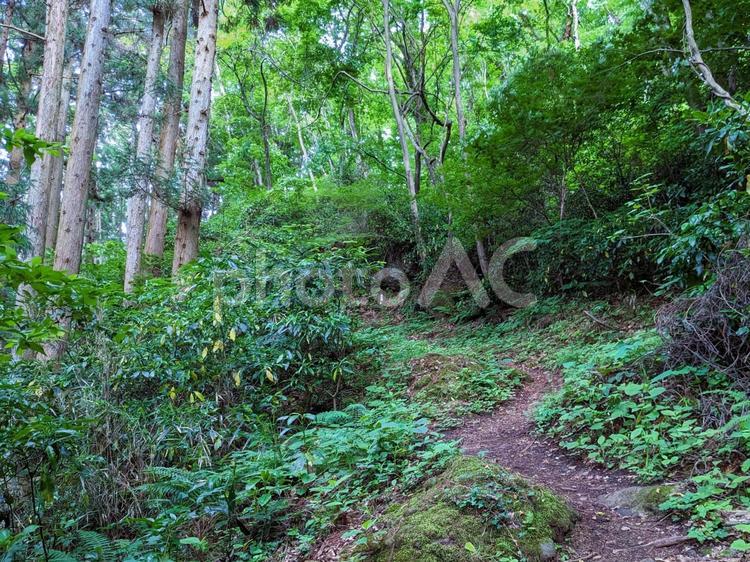 壁紙シリーズ　５月の森 森,林道,山野草の写真素材