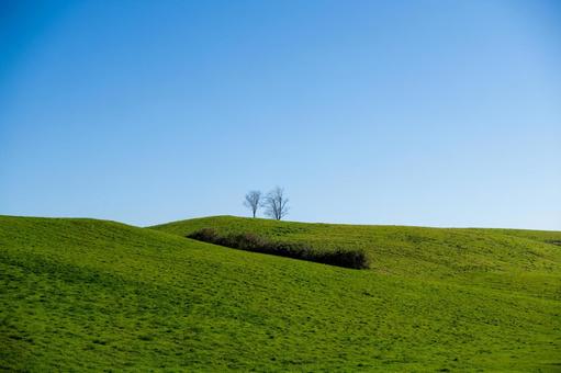 なだらかな牧草地の丘に立つ二本の木 二本の木,樹木,青空の写真素材