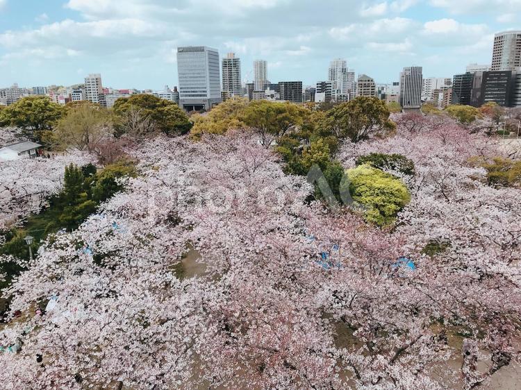 桜の木を見下ろす 木,風景,自然の写真素材