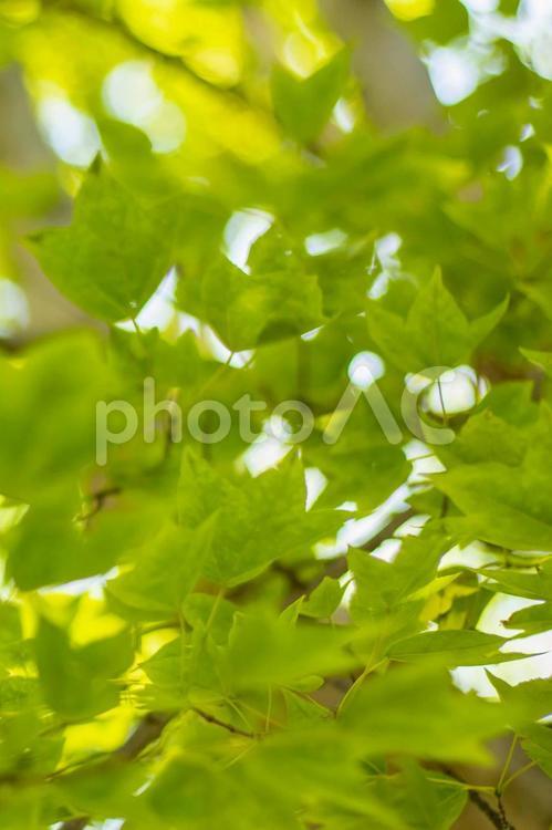 夏の爽やかな木洩れ日2 葉,木洩れ日,涼しいの写真素材