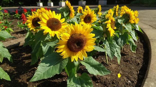 A flowerbed with vibrant sunflowers, JPG A flowerbed with vibrant sunflowers, JPG