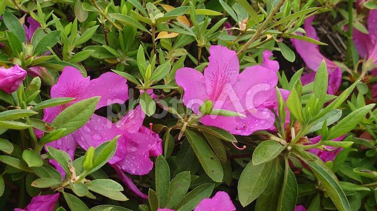 雨上がりのツツジ 緑,五月,葉の写真素材