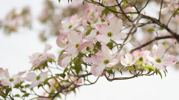 ハナミズキ-184の写真