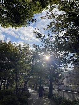 神田川10月:遊歩道の木漏れ日 縦 神田川10月:遊歩道の木漏れ日 縦 並木道,散歩道,遊歩道の写真素材