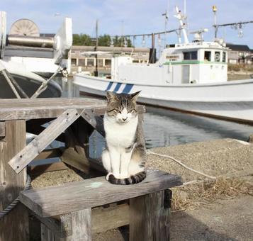 港に佇む猫 港に佇む猫の写真