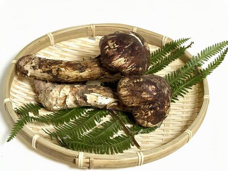 松茸 松茸,きのこ,食べ物の写真素材