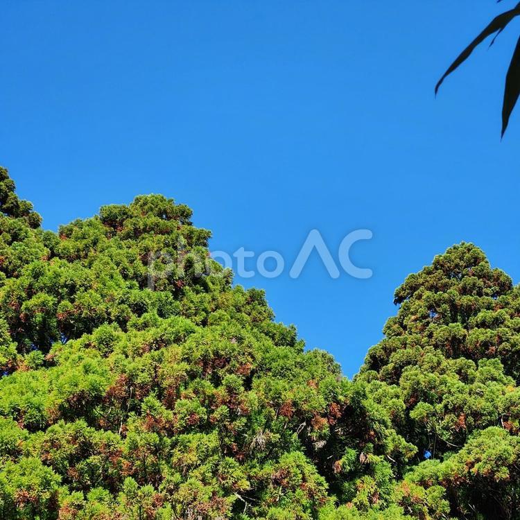 青空と木々のコントラスト 秋,自然,木の写真素材