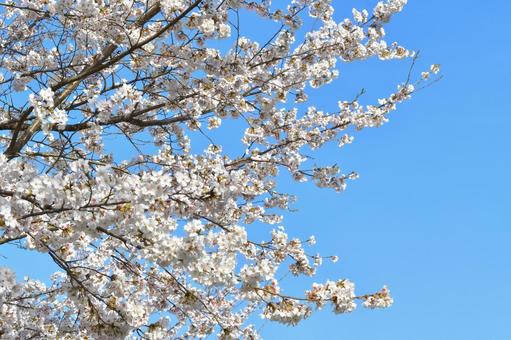 桜と空 桜,花,春の写真素材