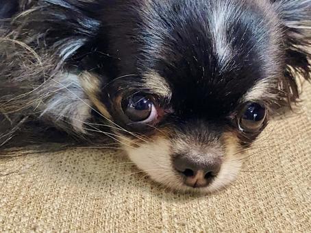 ロングコートチワワ ロングコートチワワ ロングコートチワワ,犬,ペットの写真素材