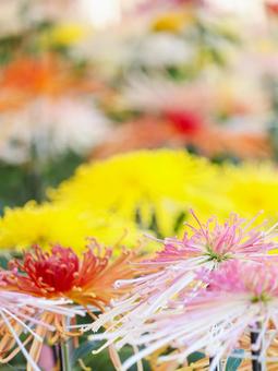 Photo, chrysanthemum, chrysanthemum exhibition, chrysanthemum festival, 