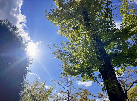 秋晴れの空と太陽　イチョウの木々 秋,紅葉,イチョウの写真素材