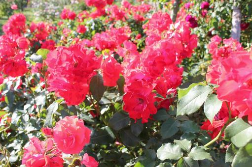 ばら272 バラ,初夏,花の写真素材