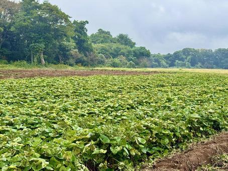 さつま芋畑 さつま芋畑 さつまいも,さつま芋,サツマイモの写真素材