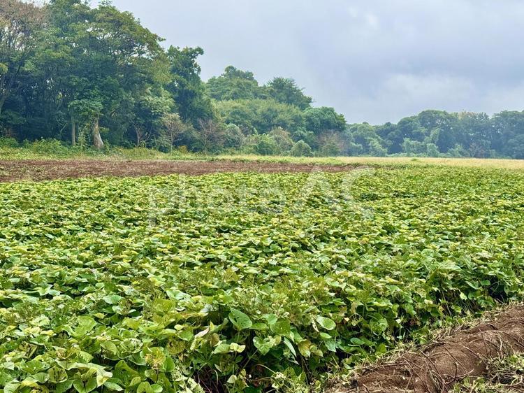 さつま芋畑 さつまいも,さつま芋,サツマイモの写真素材