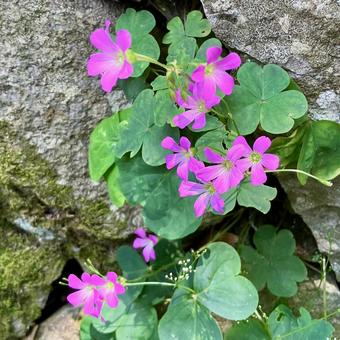 花★ムラサキカタバミ 花★ムラサキカタバミの写真