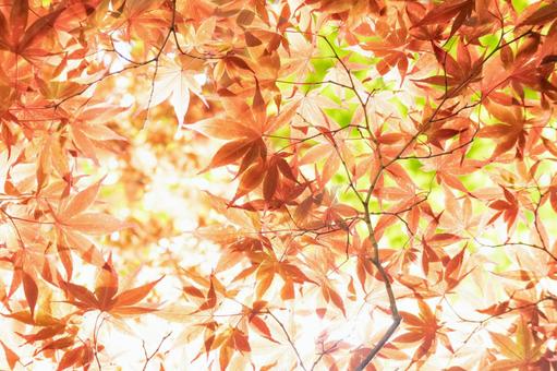 赤く染まったモミジ 赤く染まったモミジの写真