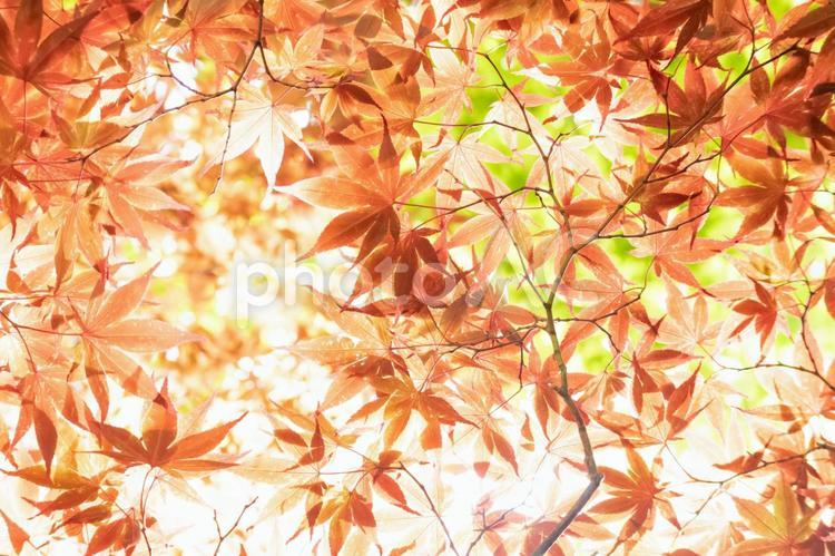 赤く染まったモミジ モミジ,赤,紅葉の写真素材