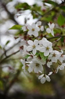 桜(染井吉野・ソメイヨシノ) 桜(染井吉野・ソメイヨシノ)の写真