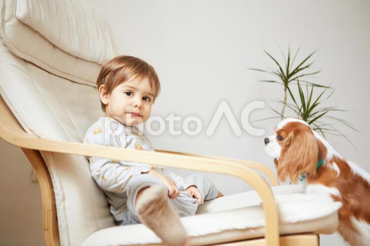 犬と男の子4 男の子,犬,アームチェアの写真素材
