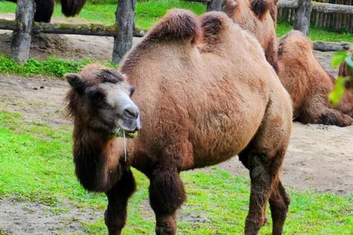 フタコブラクダの写真