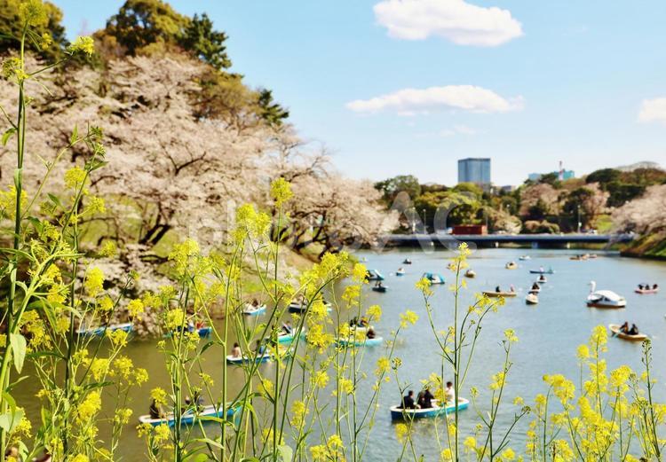 菜の花と桜満開の千鳥ヶ淵 桜,春,桜並木の写真素材