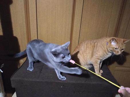 おもちゃで遊ぶ2匹の猫 おもちゃで遊ぶ2匹の猫 ロシアンブルー,茶トラ猫,ネコの写真素材