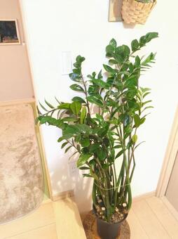 大型観葉植物　ザミオクルカス　7号鉢 大型観葉植物,ザミオクルカス,リビングの写真素材