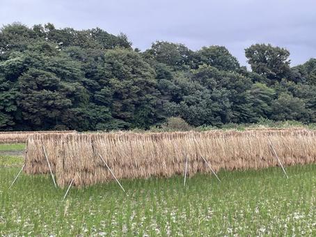 稲干し 稲干し 稲架掛け,天日干し,自然乾燥の写真素材