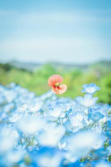 Nemophila, JPG