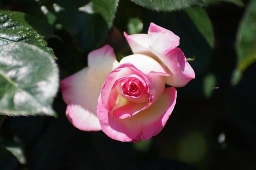 荒牧バラ園42 プリンセス・ドゥ・モナコ 荒牧バラ園42 プリンセス・ドゥ・モナコの写真