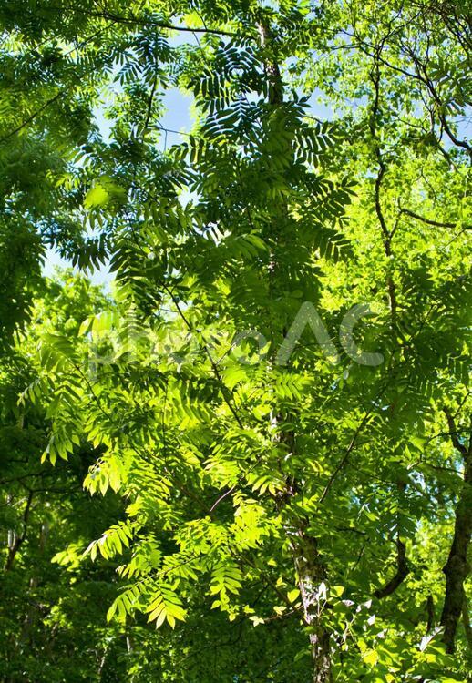 森の新緑2 森の新緑2 新緑,森,針葉樹の写真素材