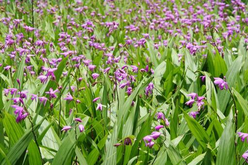 シラン・紫蘭の咲く風景 シラン,草花,鮮やかの写真素材