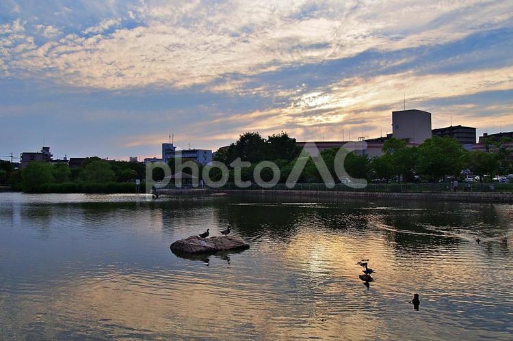 5月のたそがれの公園風景 市場池公園,たそがれ,黄昏の写真素材