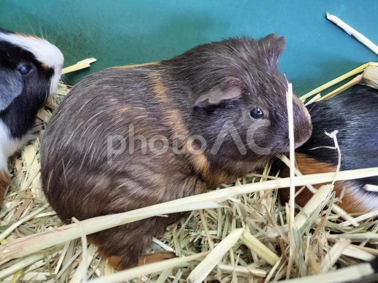 モルモット モルモット,動物,ネズミの写真素材