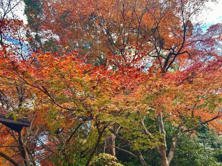 紅葉 紅葉,もみじ,赤葉の写真素材