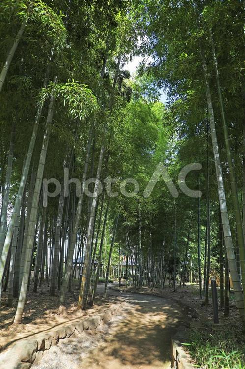 さいたま市の竹林 竹林,竹,小径の写真素材