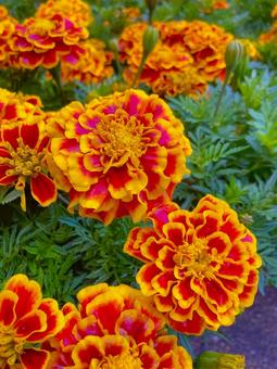Marigold, JPG Marigold, JPG