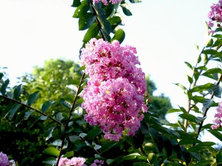 枝の先でふさふさ・ピンク色のサルスベリ サルスベリ,花,木の写真素材