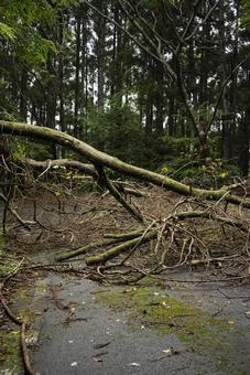 道を塞いでいる倒木 道,倒木,災害の写真素材