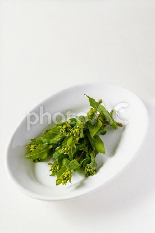 上部に余白のあるオーバル皿にのった菜の花 菜の花,春,オーバルの写真素材