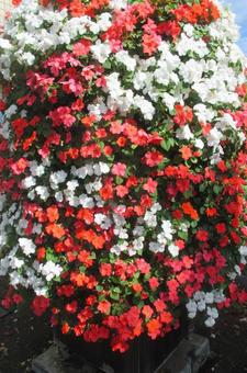 インパチエンスの写真