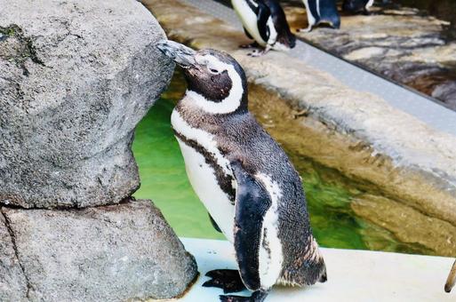 ペンギン1 ペンギン1 ペンギン,フンボルトペンギン,penguinの写真素材