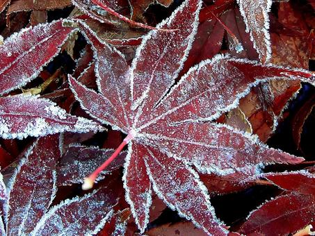 霜降り紅葉 紅葉,落ち葉,霜の写真素材