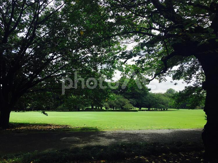 木陰から見た公園の芝生 木,風景,草の写真素材