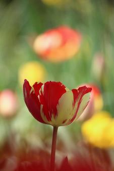 Tulip flowers, JPG Tulip flowers, JPG