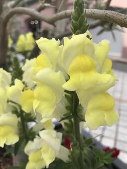 植物 植物の写真
