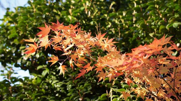 紅葉 紅葉の写真