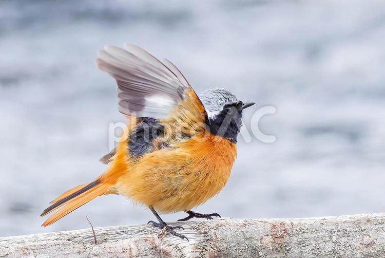 膨羽したまま飛び上がろうとする尉鶲 ジョウビタキ,尉鶲,オスの写真素材