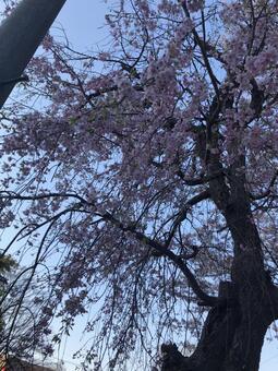 桜1 桜1の写真