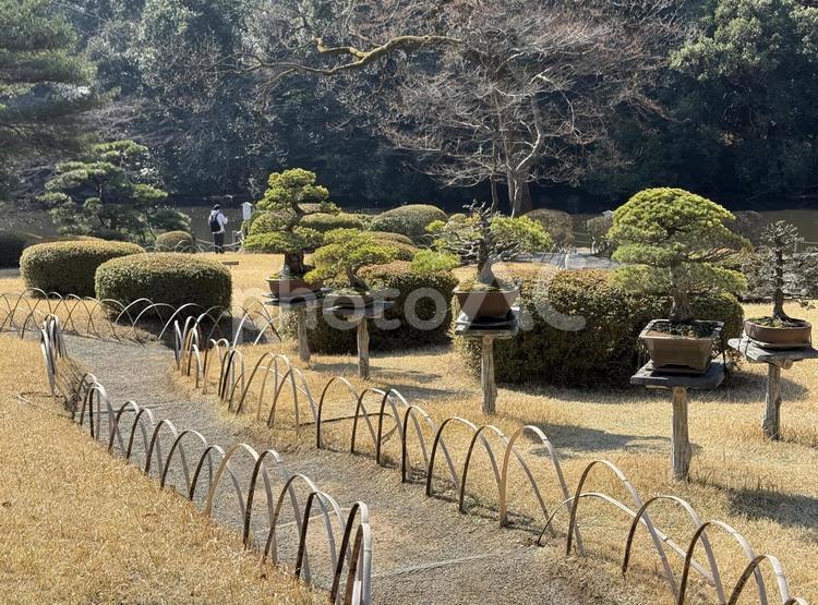 明治神宮　御苑 原宿,森,初詣の写真素材